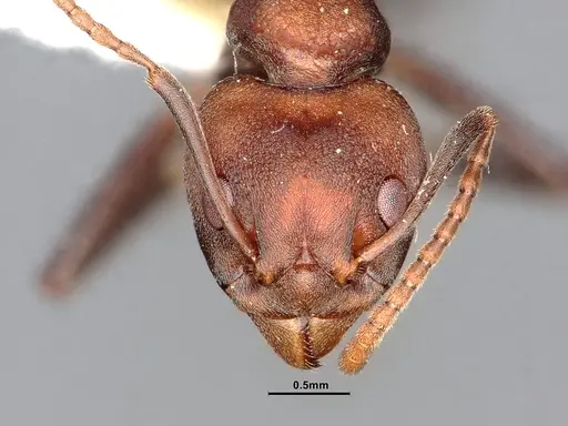 Dolichoderus maschwitzi specimen SMFHYM0008898 image smfhym0008898_2