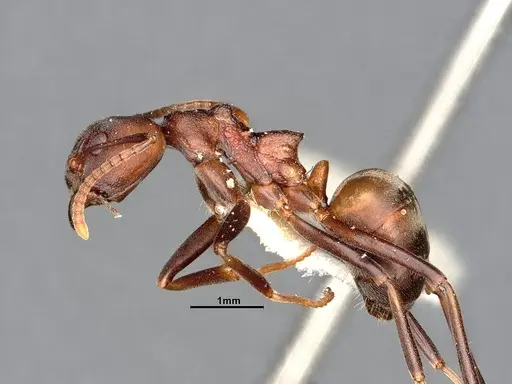 Dolichoderus maschwitzi specimen SMFHYM0008898 image smfhym0008898_3