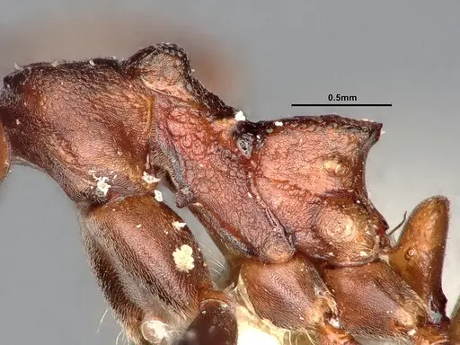 Dolichoderus maschwitzi specimen SMFHYM0008898 image smfhym0008898_4