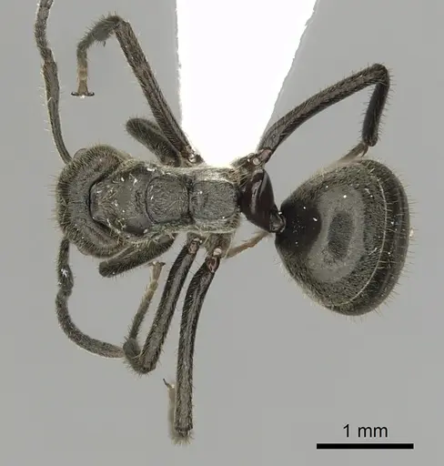 Dolichoderus mesonotalis specimen CASENT0249649 image casent0249649_1