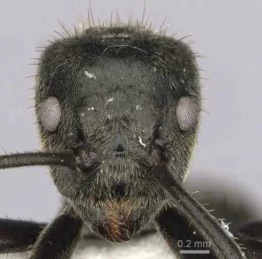 Dolichoderus mesonotalis specimen CASENT0249649 image casent0249649_2