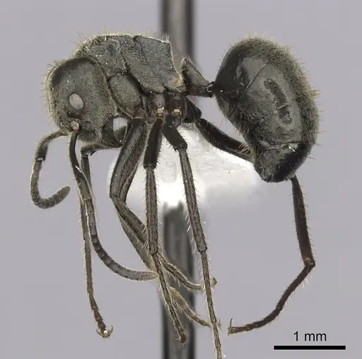 Dolichoderus mesonotalis specimen CASENT0249649 image casent0249649_3