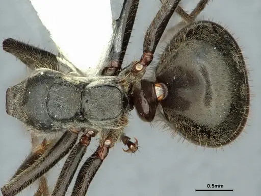 Dolichoderus mesonotalis specimen CASENT0886070 image casent0886070_1