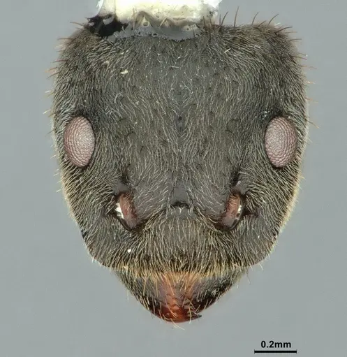 Dolichoderus mesonotalis specimen CASENT0886070 image casent0886070_2