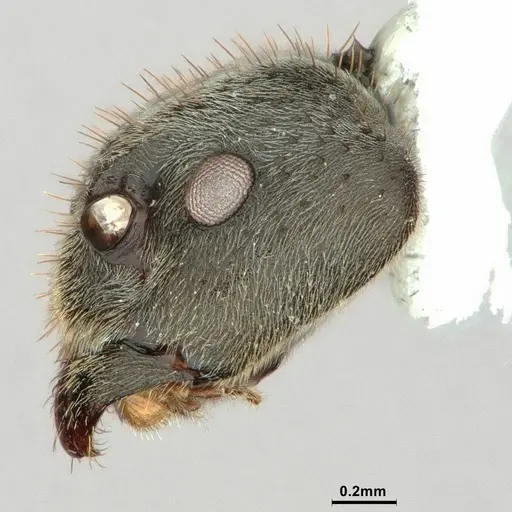 Dolichoderus mesonotalis specimen CASENT0886070 image casent0886070_3