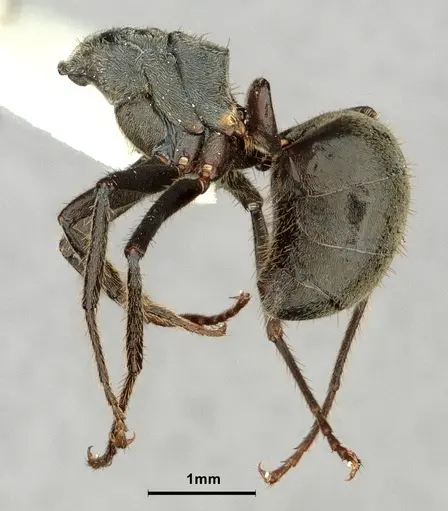 Dolichoderus mesonotalis specimen CASENT0886070 image casent0886070_4