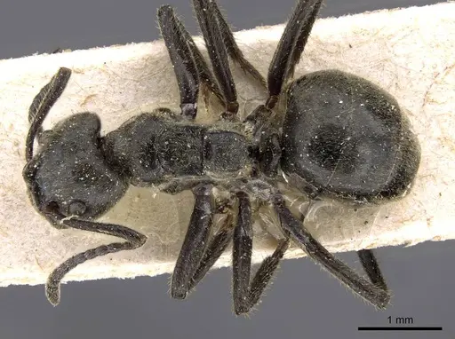 Dolichoderus mesonotalis specimen CASENT0909471 image casent0909471_1