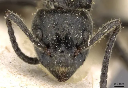 Dolichoderus mesonotalis specimen CASENT0909471 image casent0909471_2