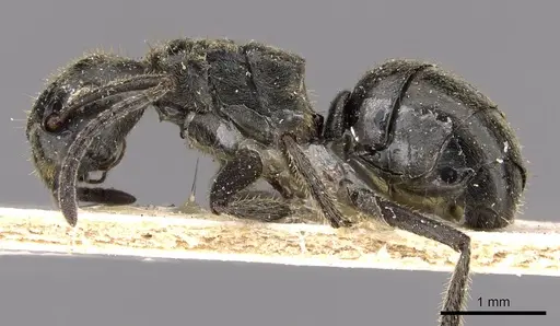 Dolichoderus mesonotalis specimen CASENT0909471 image casent0909471_3