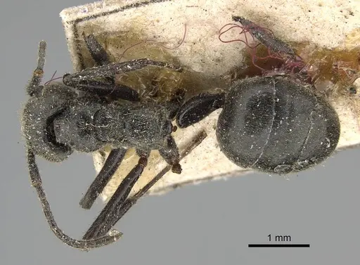 Dolichoderus mesonotalis specimen CASENT0922443 image casent0922443_1
