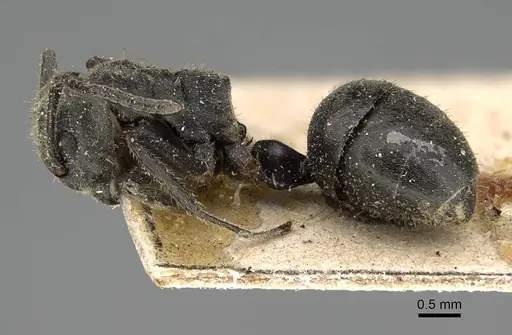 Dolichoderus mesonotalis specimen CASENT0922443 image casent0922443_3