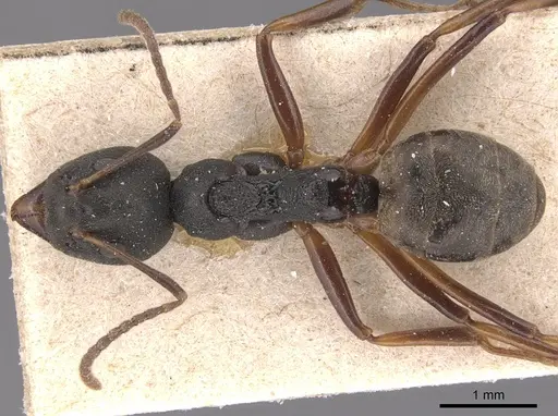 Dolichoderus modiglianii specimen CASENT0905025 image casent0905025_1