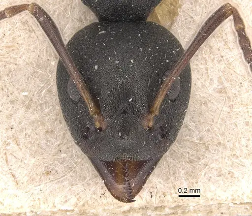 Dolichoderus modiglianii specimen CASENT0905025 image casent0905025_2