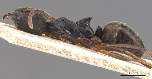 Dolichoderus modiglianii specimen CASENT0905025 image casent0905025_3