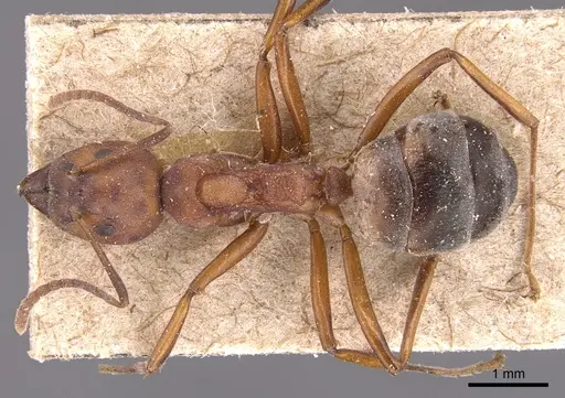 Dolichoderus modiglianii specimen CASENT0905026 image casent0905026_1