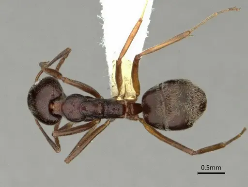 Dolichoderus moggridgei specimen CASENT0866542 image casent0866542_1