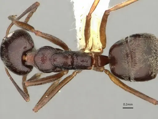 Dolichoderus moggridgei specimen CASENT0866542 image casent0866542_2