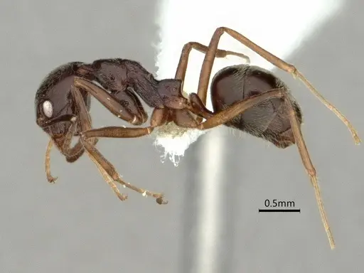 Dolichoderus moggridgei specimen CASENT0866542 image casent0866542_4