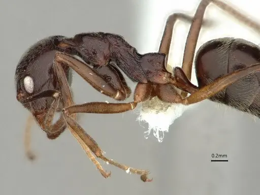 Dolichoderus moggridgei specimen CASENT0866542 image casent0866542_5