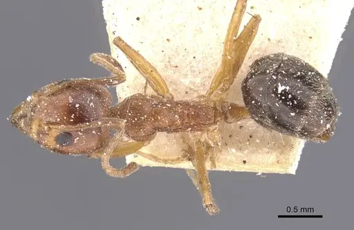 Dolichoderus moggridgei specimen CASENT0911509 image casent0911509_1