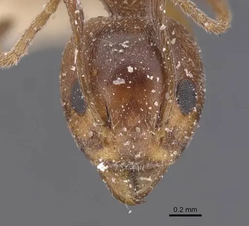 Dolichoderus moggridgei specimen CASENT0911509 image casent0911509_2