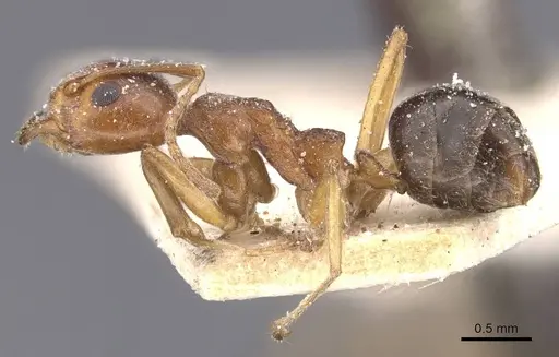 Dolichoderus moggridgei specimen CASENT0911509 image casent0911509_3
