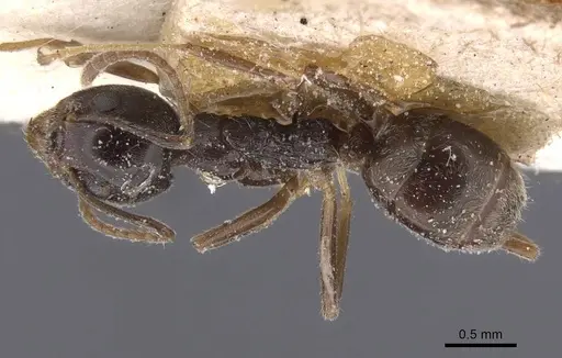 Dolichoderus moggridgei specimen CASENT0911510 image casent0911510_1
