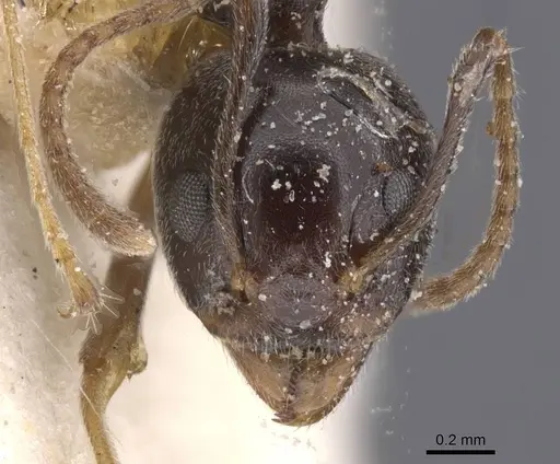 Dolichoderus moggridgei specimen CASENT0911510 image casent0911510_2