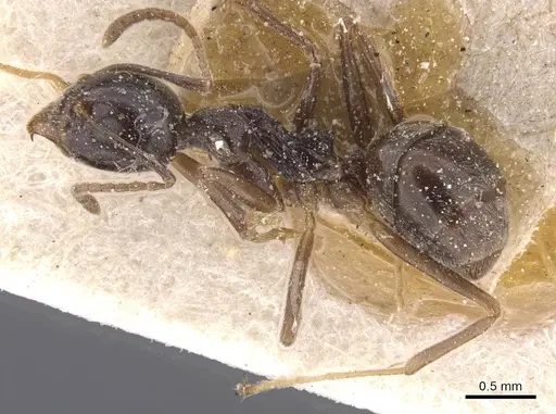 Dolichoderus moggridgei specimen CASENT0911510 image casent0911510_3