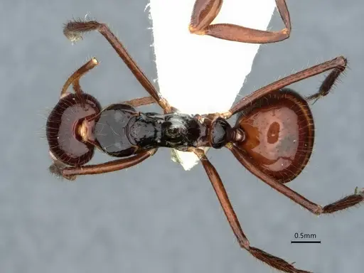 Dolichoderus monoceros specimen CASENT0866528 image casent0866528_1