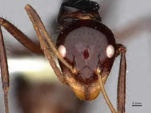 Dolichoderus monoceros specimen CASENT0866528 image casent0866528_2
