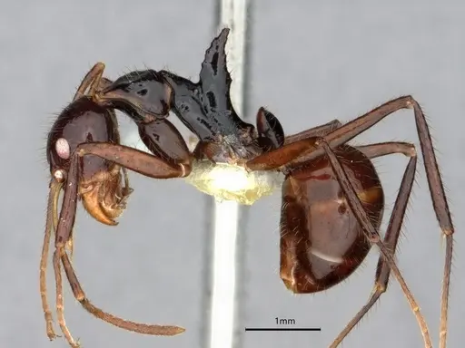 Dolichoderus monoceros specimen CASENT0866528 image casent0866528_3