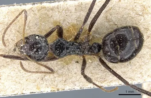 Dolichoderus monoceros specimen CASENT0905010 image casent0905010_1