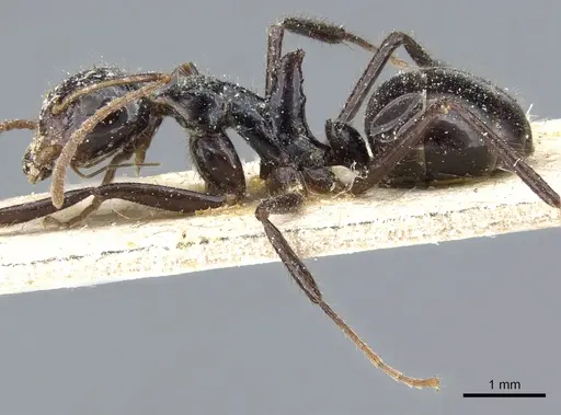 Dolichoderus monoceros specimen CASENT0905010 image casent0905010_3