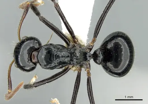 Dolichoderus monoceros specimen CASENT0906225 image casent0906225_1