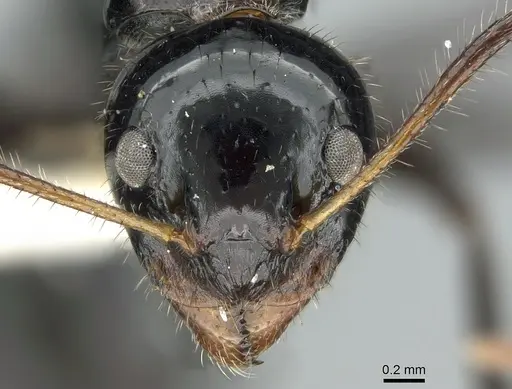 Dolichoderus monoceros specimen CASENT0906225 image casent0906225_2