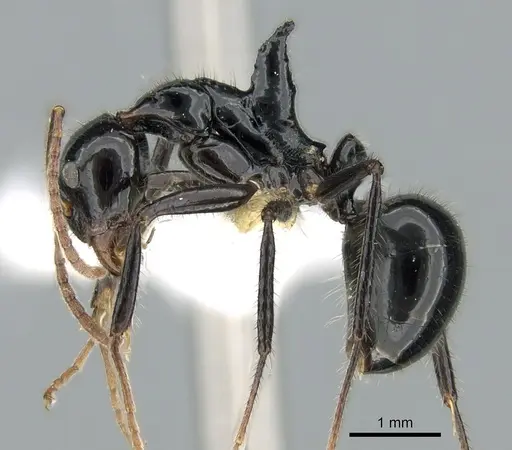 Dolichoderus monoceros specimen CASENT0906225 image casent0906225_3