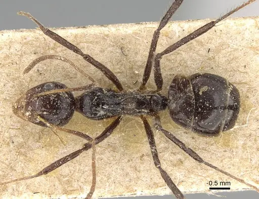 Dolichoderus monoceros specimen CASENT0922446 image casent0922446_1