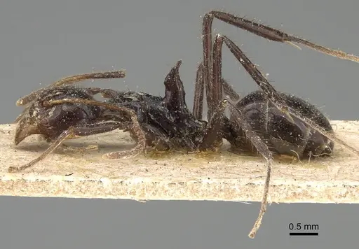 Dolichoderus monoceros specimen CASENT0922446 image casent0922446_3