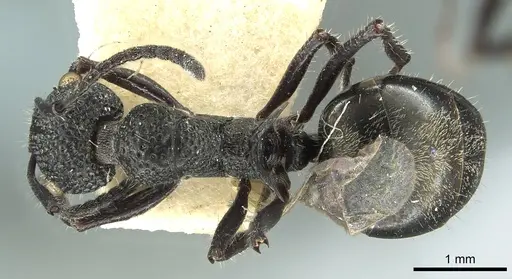Dolichoderus niger specimen CASENT0902980 image casent0902980_1