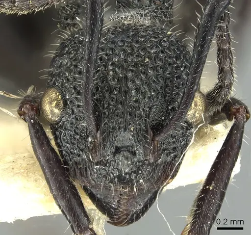 Dolichoderus niger specimen CASENT0902980 image casent0902980_2