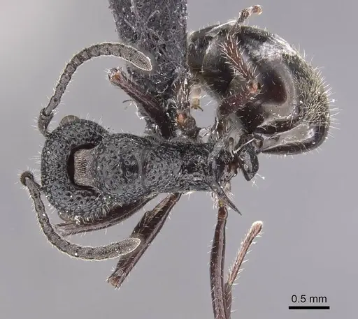 Dolichoderus niger specimen CASENT0909478 image casent0909478_1