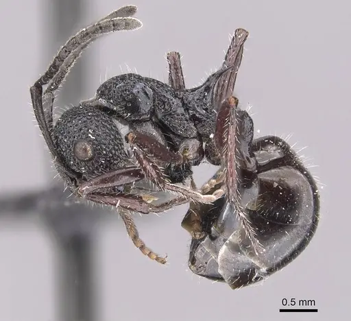 Dolichoderus niger specimen CASENT0909478 image casent0909478_3