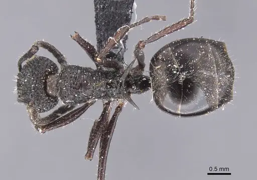 Dolichoderus niger specimen CASENT0911499 image casent0911499_1