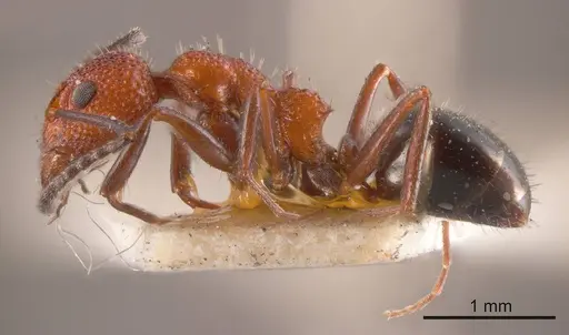 Dolichoderus nigricornis specimen ANTWEB1008170 image antweb1008170_2
