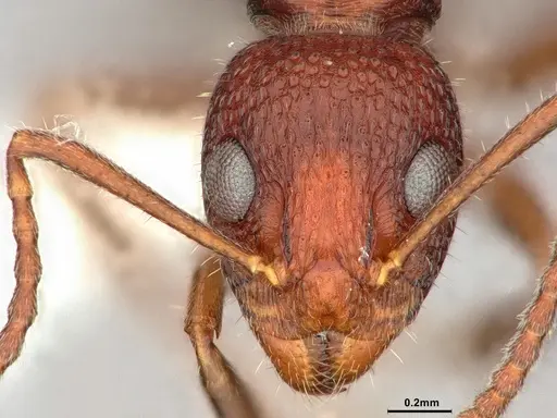Dolichoderus nigricornis specimen CASENT0886066 image casent0886066_2