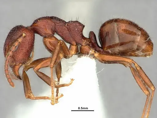 Dolichoderus nigricornis specimen CASENT0886066 image casent0886066_3