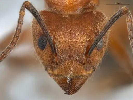 Dolichoderus omacanthus specimen ECOFOG-HC-0001 image ecofog-hc-0001_2