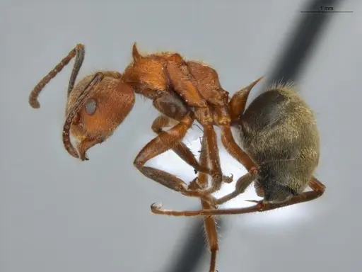 Dolichoderus omacanthus specimen ECOFOG-HC-0001 image ecofog-hc-0001_3