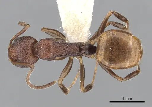 Dolichoderus omicron specimen CASENT0249560 image casent0249560_1